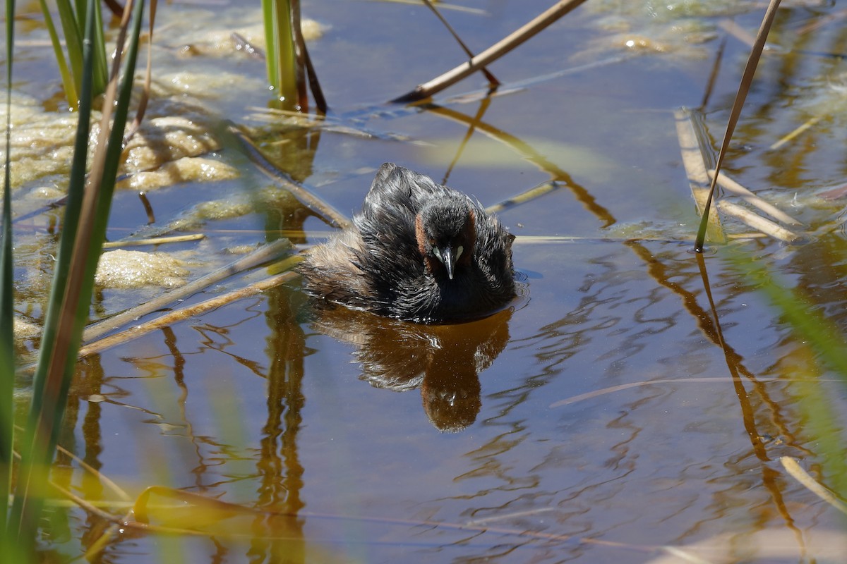 Little Grebe - ML204192811