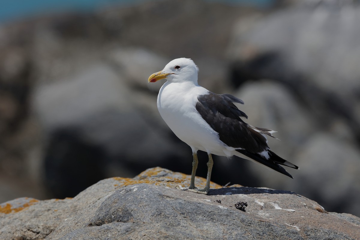 Kelp Gull - ML204192861