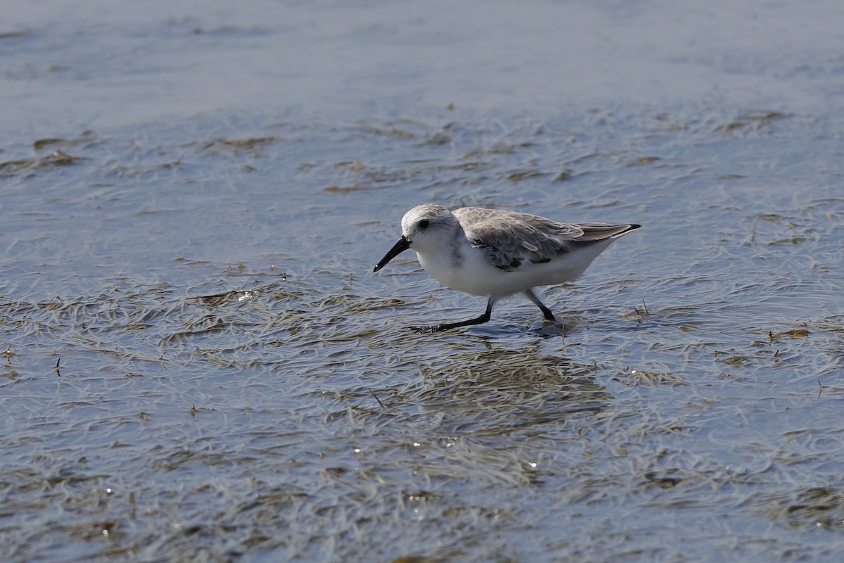 Bécasseau sanderling - ML204192931