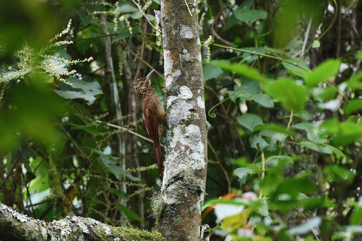 Black-banded Woodcreeper - Holger Teichmann