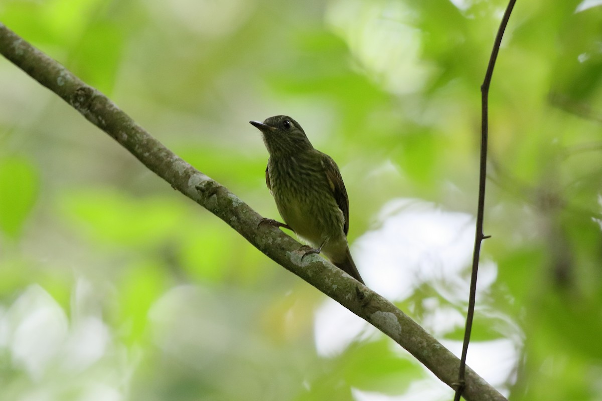 Olive-striped Flycatcher - Holger Teichmann