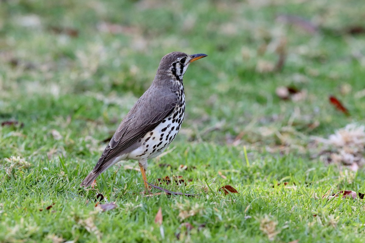 Groundscraper Thrush - ML204193691