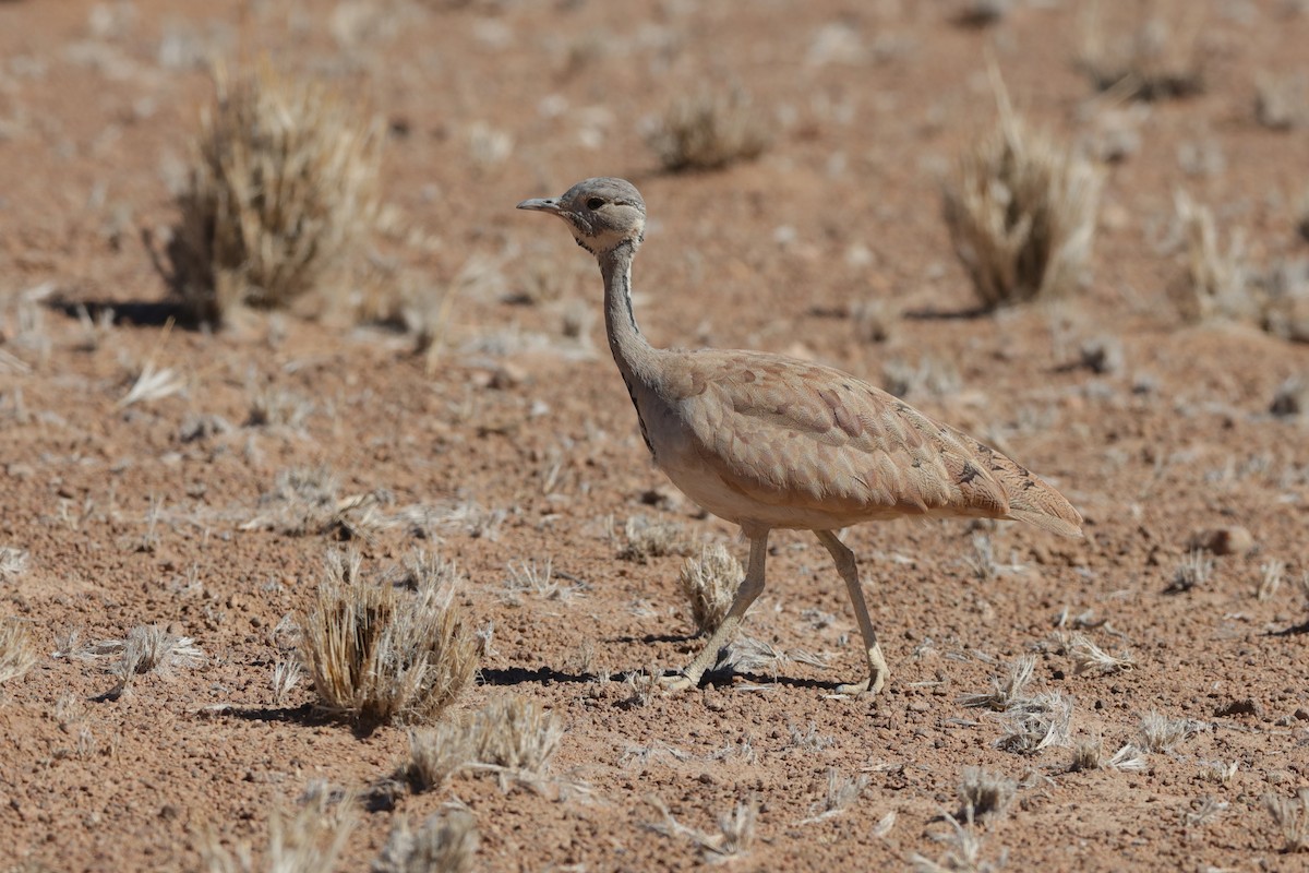 Rüppell's Bustard - ML204193781