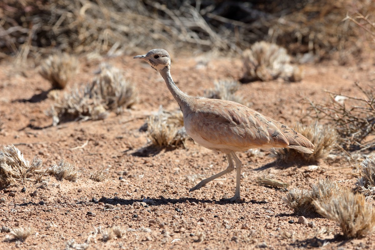 Rüppell's Bustard - ML204193791