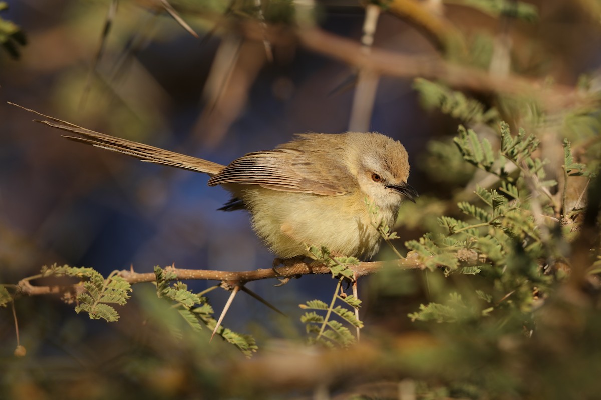 Black-chested Prinia - ML204193851