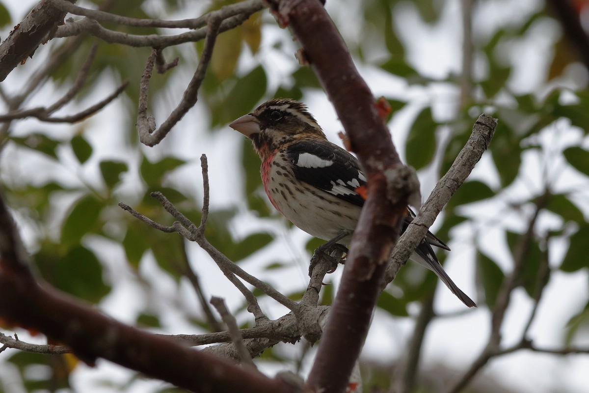 Rose-breasted Grosbeak - ML204194411