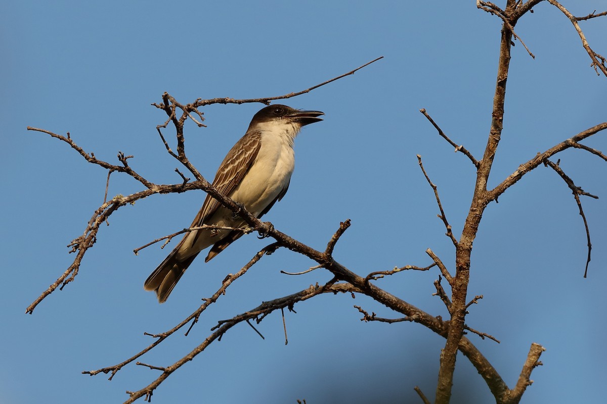 Giant Kingbird - ML204194671