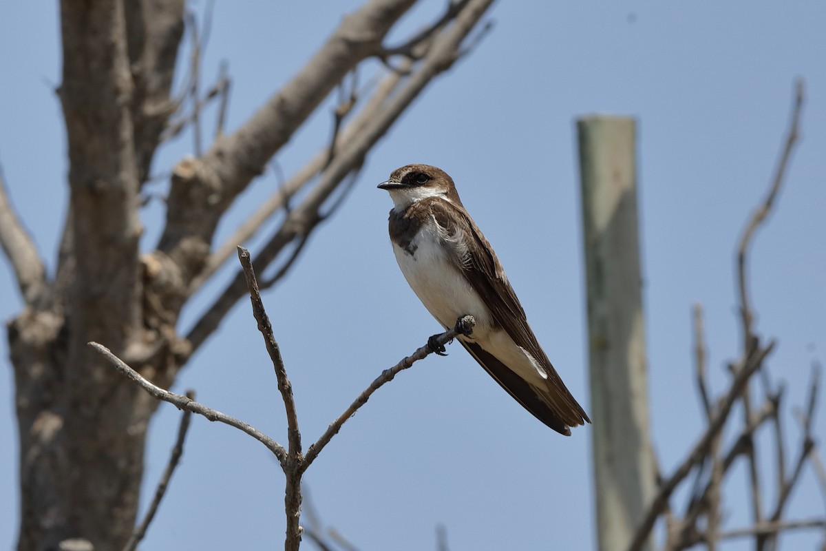 Banded Martin - ML204194731