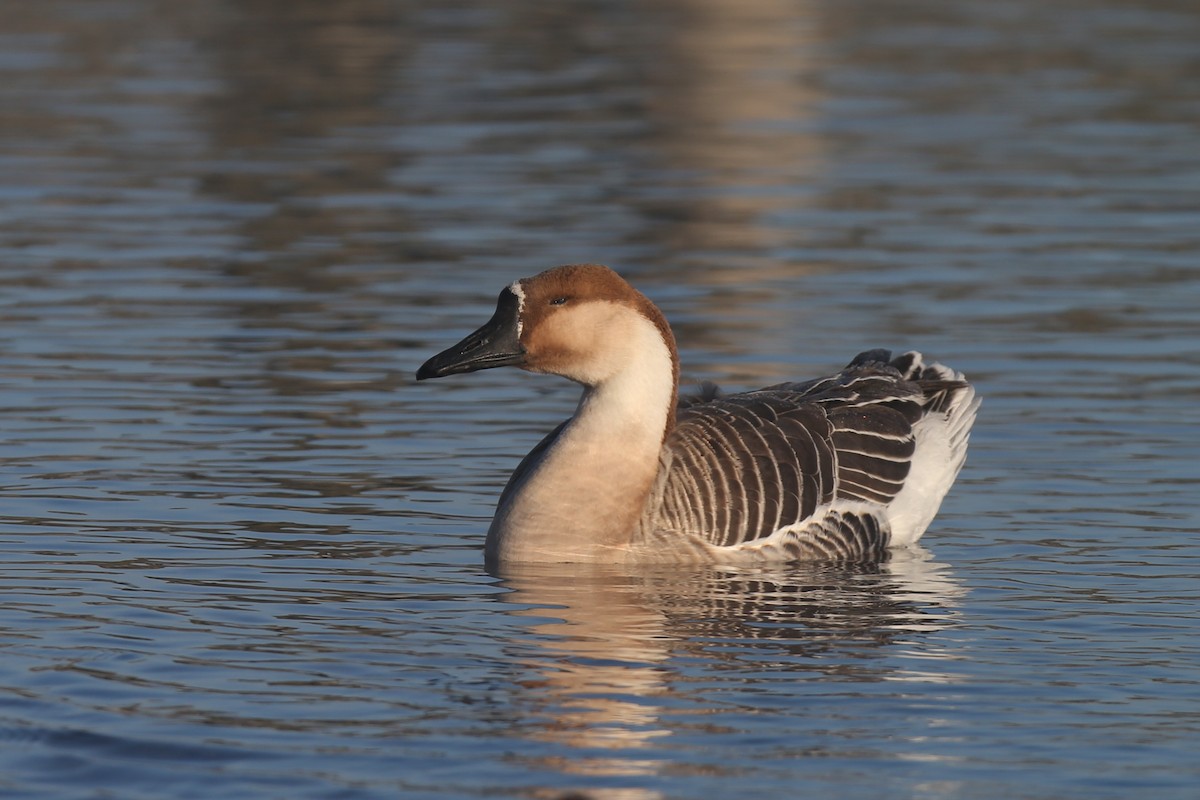 Swan Goose (Domestic type) - ML204194891