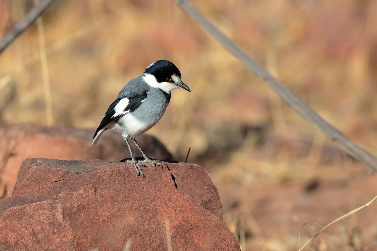 White-tailed Shrike - ML204195921