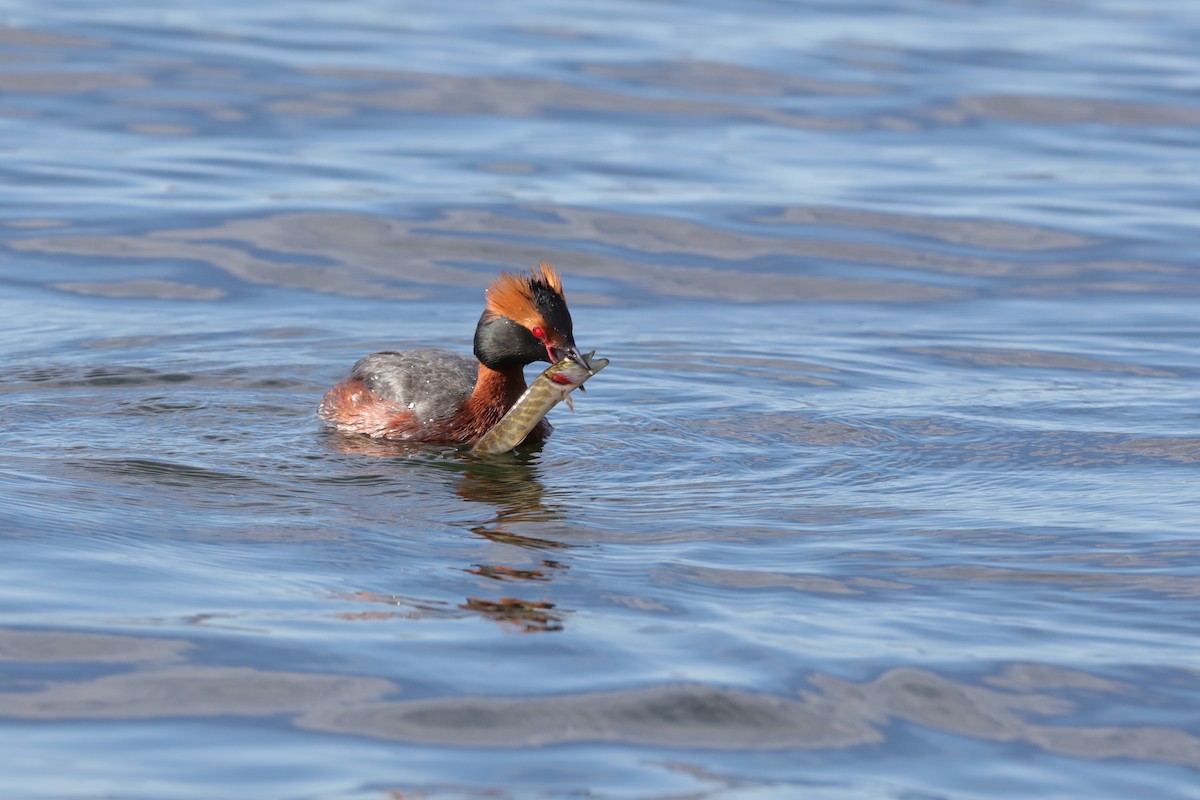 Horned Grebe - ML204196101