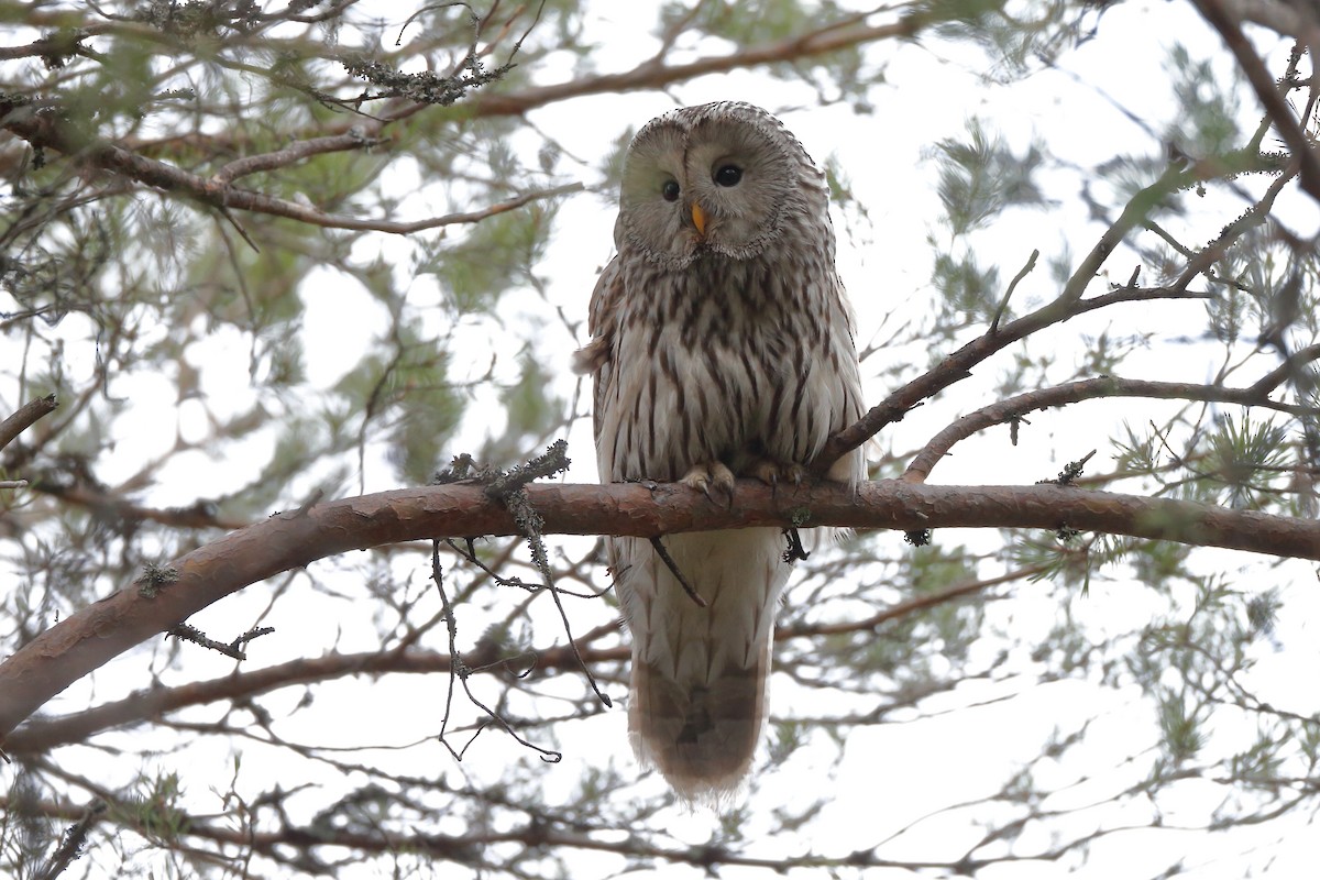 Ural Owl - ML204196131