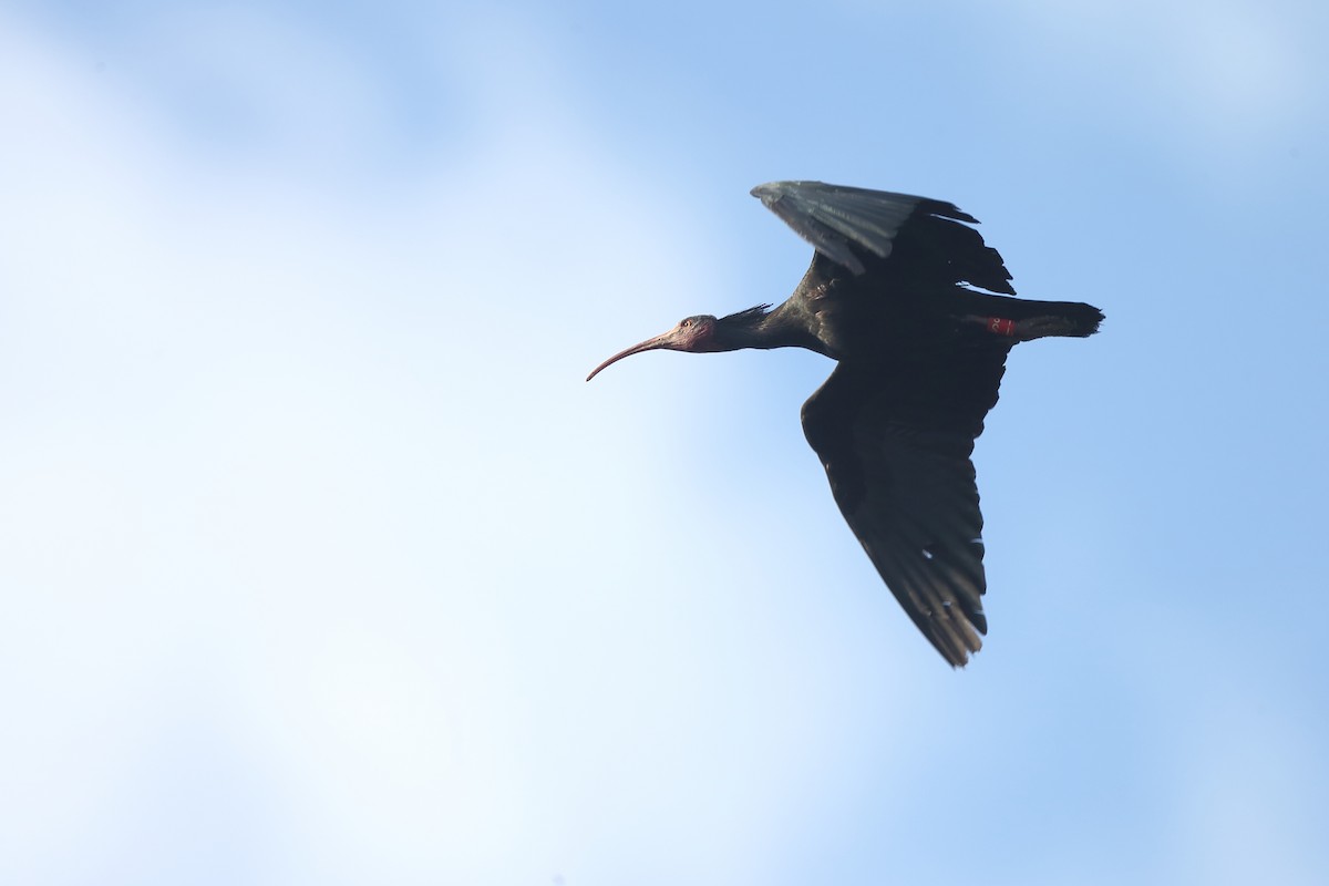 Northern Bald Ibis - Holger Teichmann