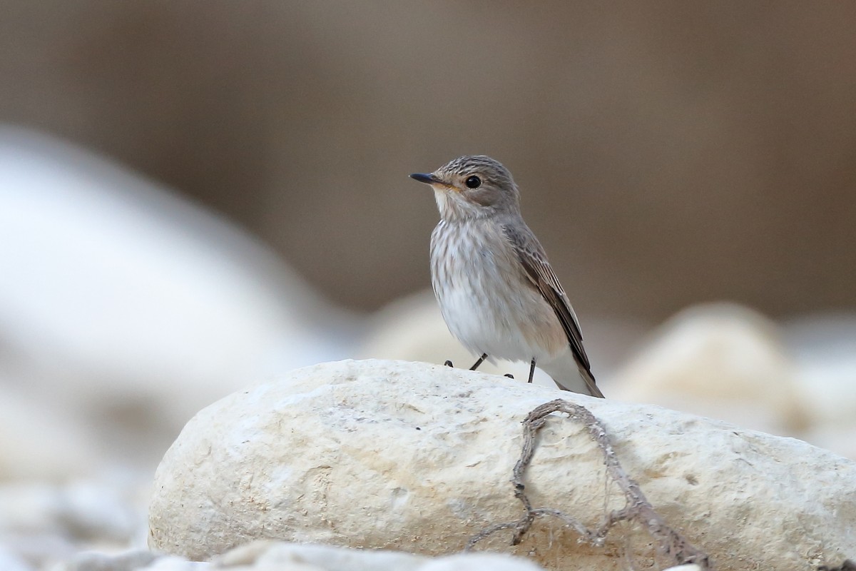 Spotted Flycatcher - ML204197311