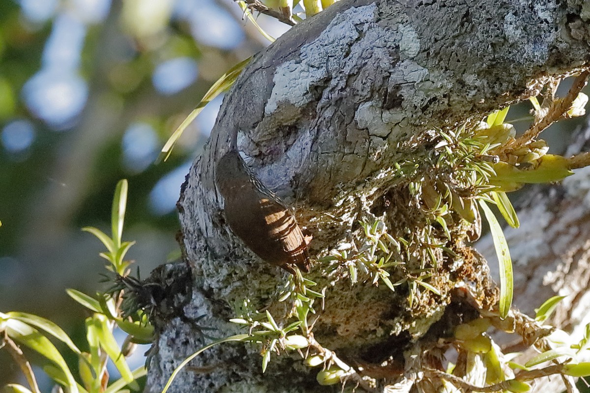 Dusky-capped Woodcreeper (Layard's) - ML204197621