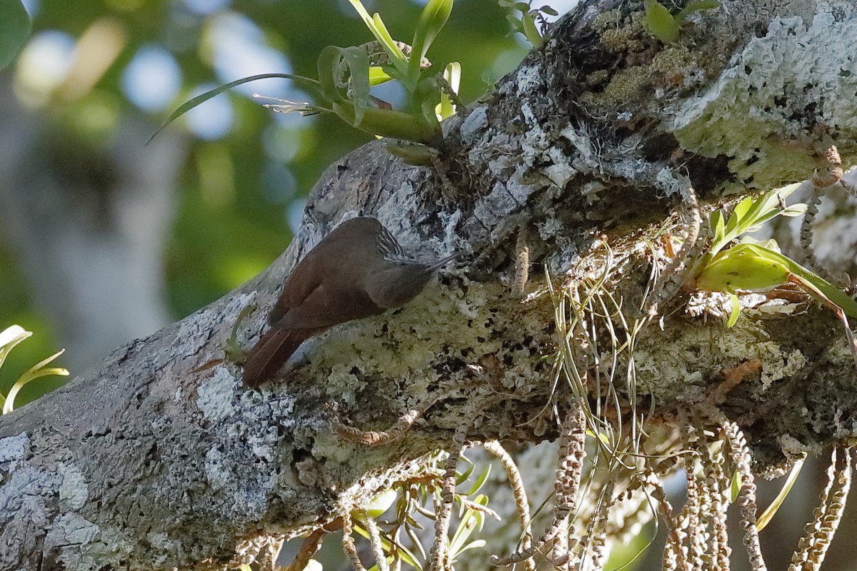 Dusky-capped Woodcreeper (Layard's) - ML204197631