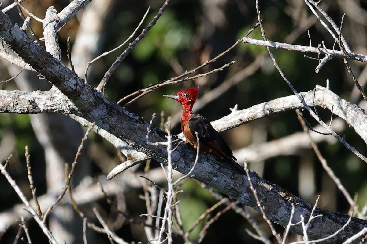 Red-necked Woodpecker - ML204197681
