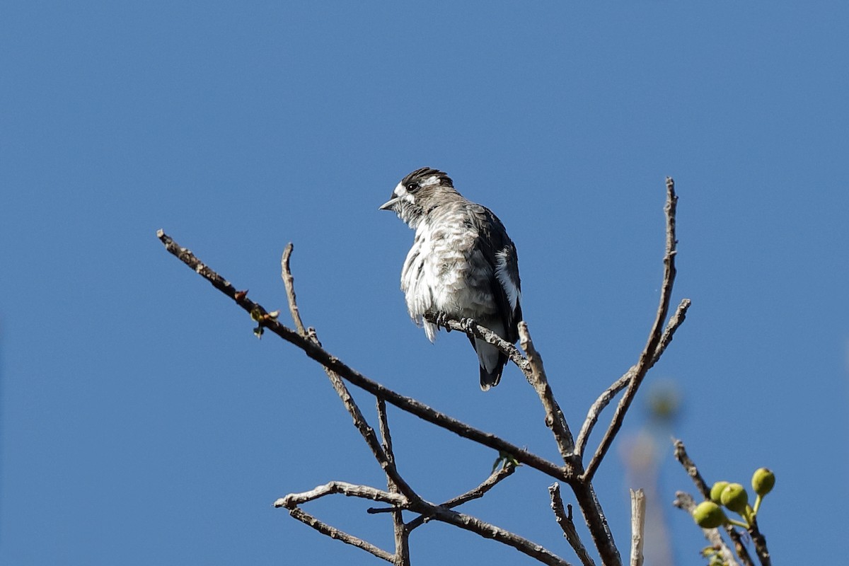 White-browed Purpletuft - ML204197811