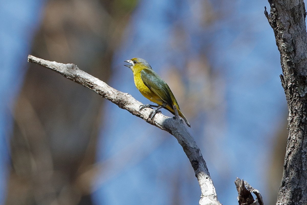 Golden-bellied Euphonia - ML204197871