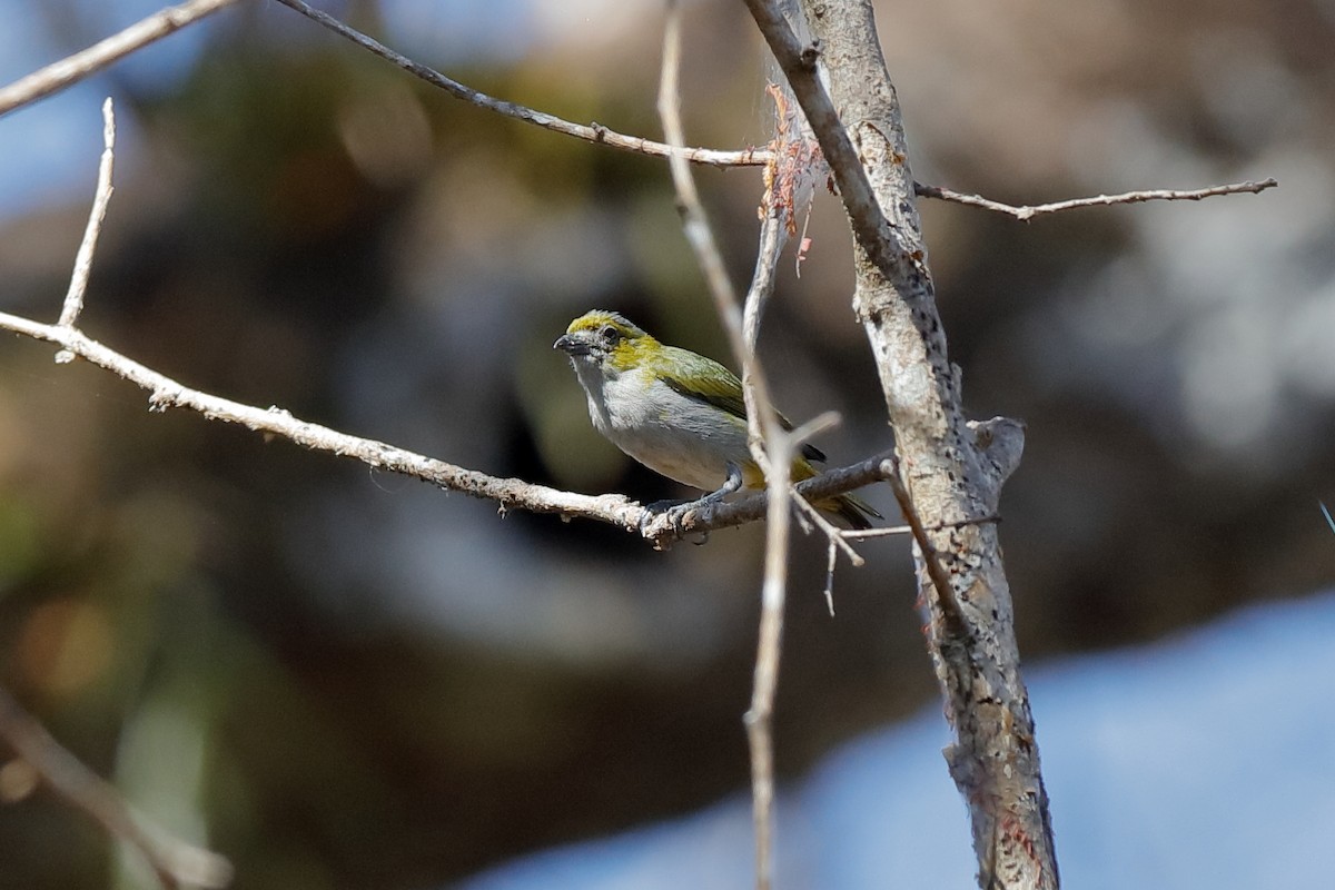 Golden-bellied Euphonia - ML204197881