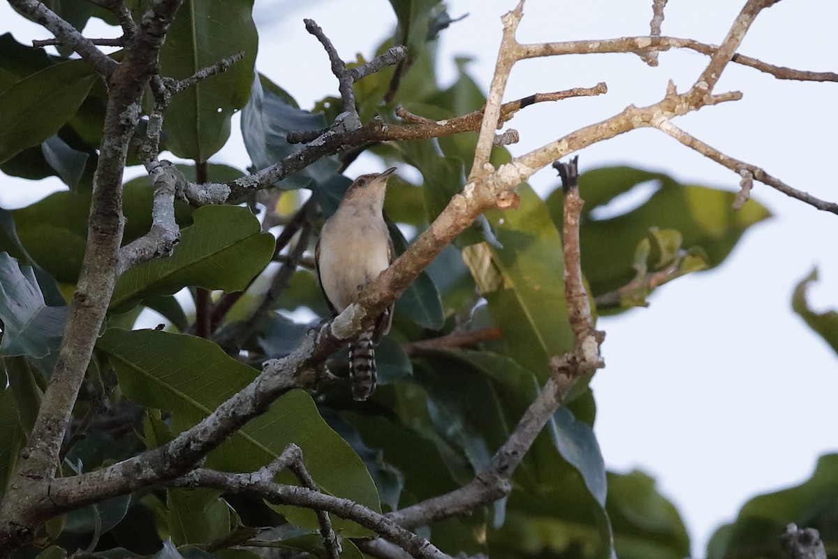 Tooth-billed Wren - ML204197991