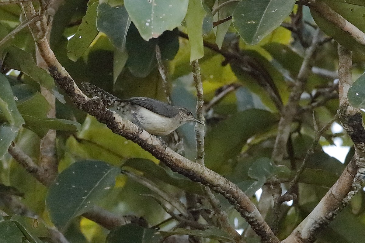 Tooth-billed Wren - ML204198001