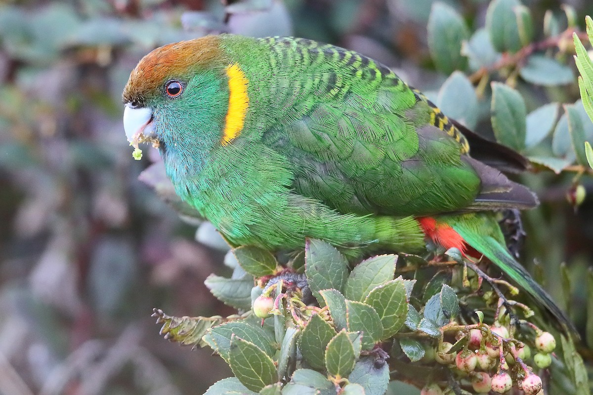 Painted Tiger-Parrot (Snow Mountains) - Carlos Bocos