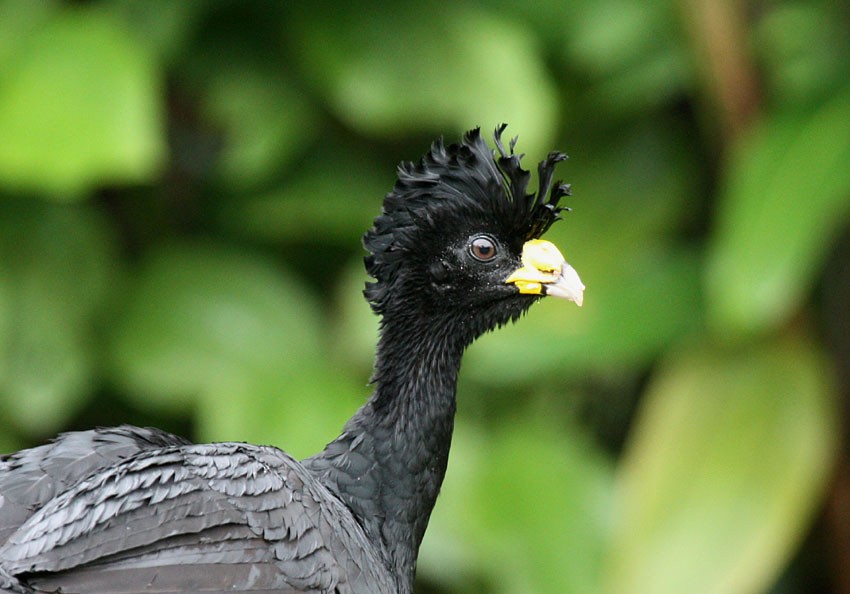 Great Curassow - ML204199311