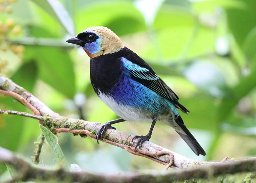 Golden-hooded Tanager - Megan Perkins