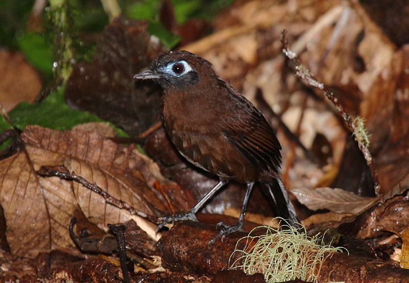 Zeledon's Antbird (Zeledon's) - Megan Perkins