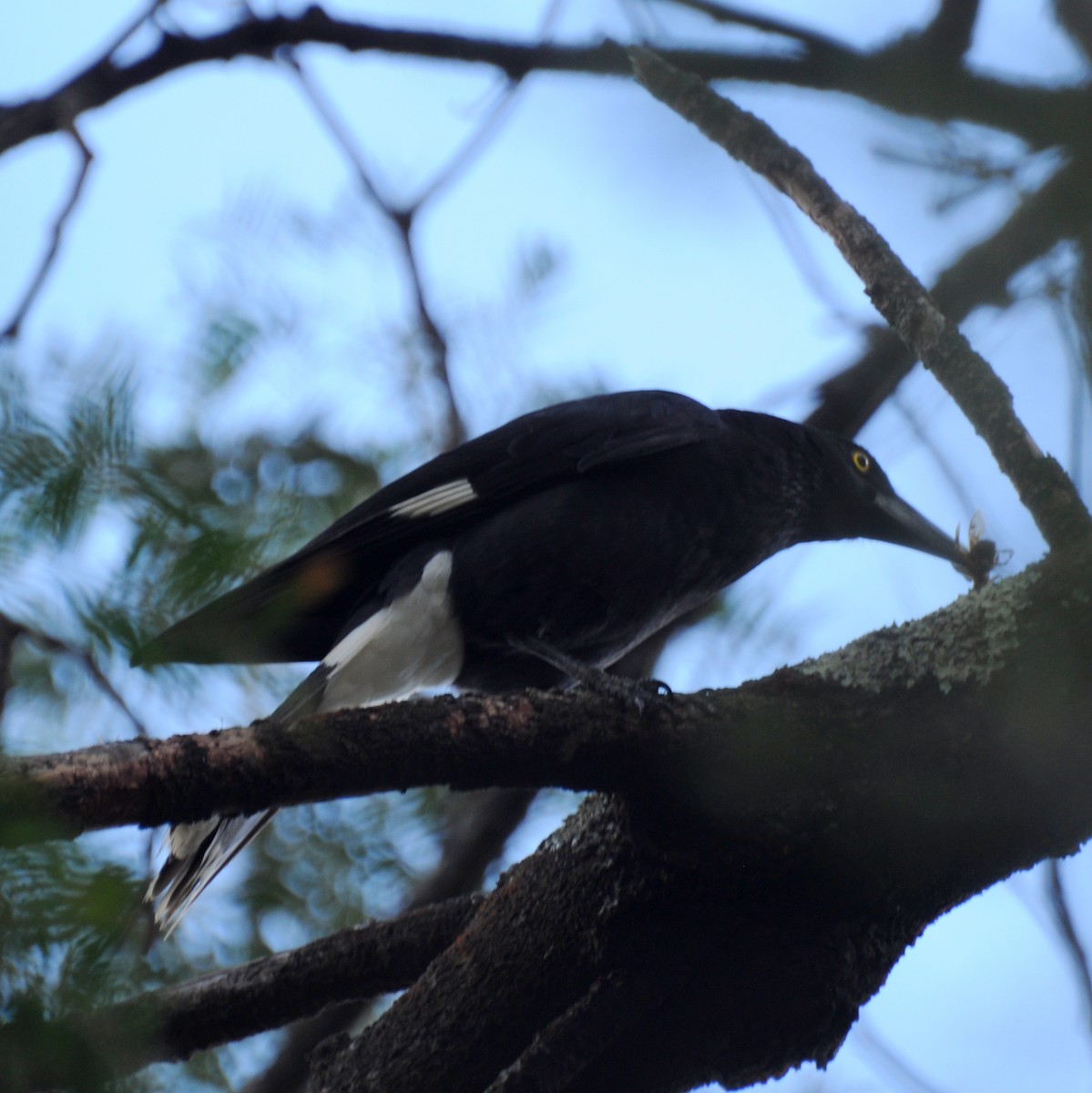 Pied Currawong - ML20419961