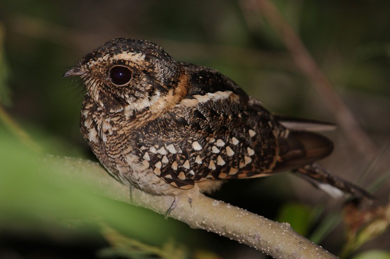 Spot-tailed Nightjar - ML204199701