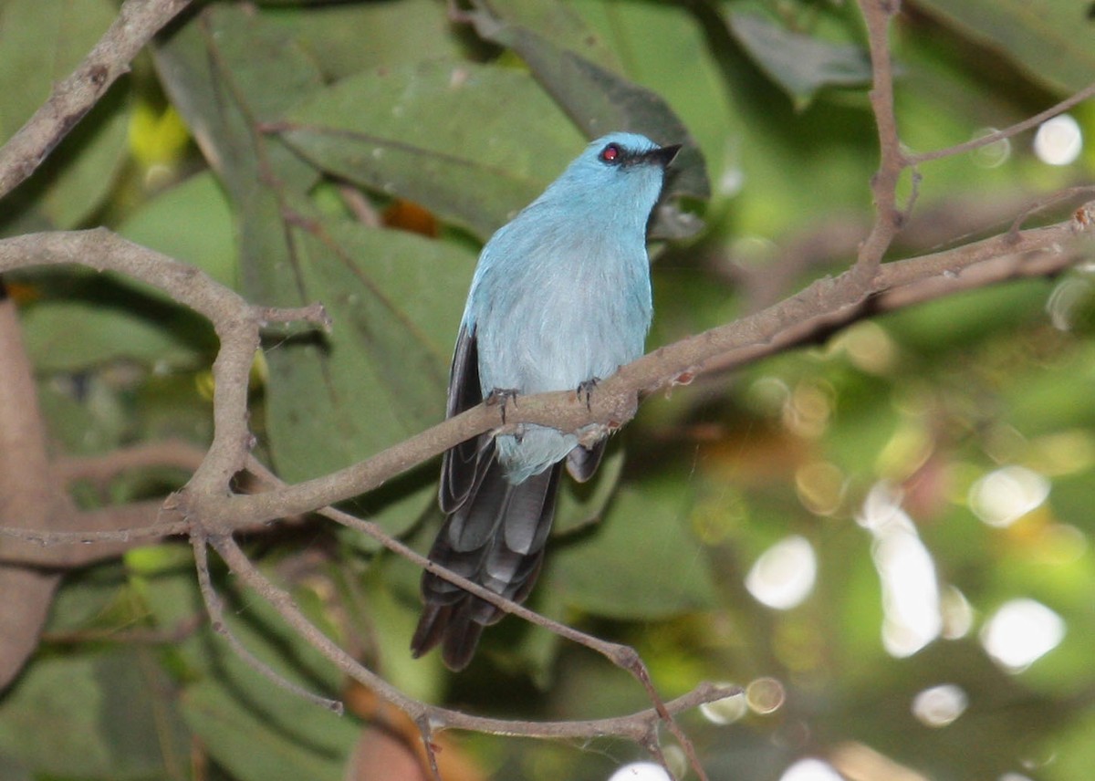 African Blue Flycatcher - ML204199741