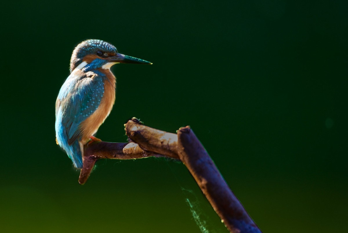 Common Kingfisher - marco branchi