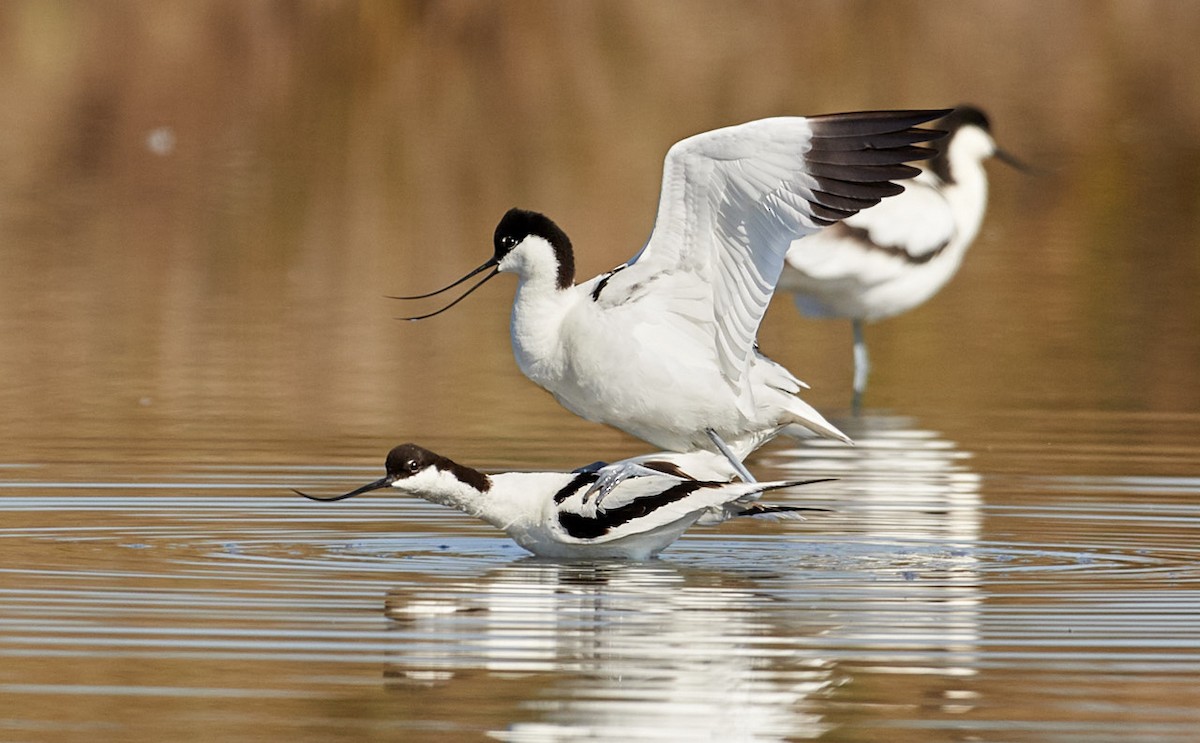 Pied Avocet - ML204199951