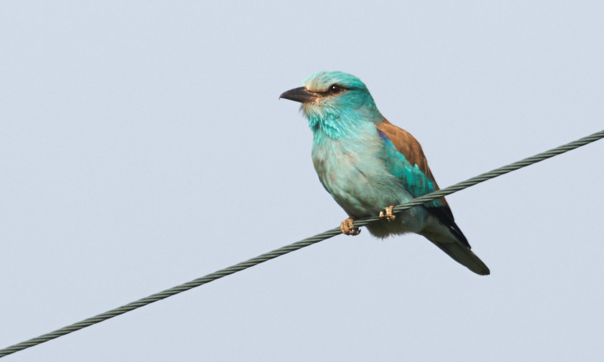 European Roller - ML204200011