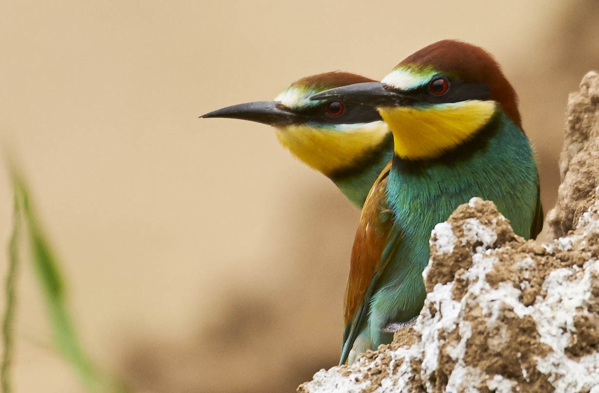 European Bee-eater - marco branchi