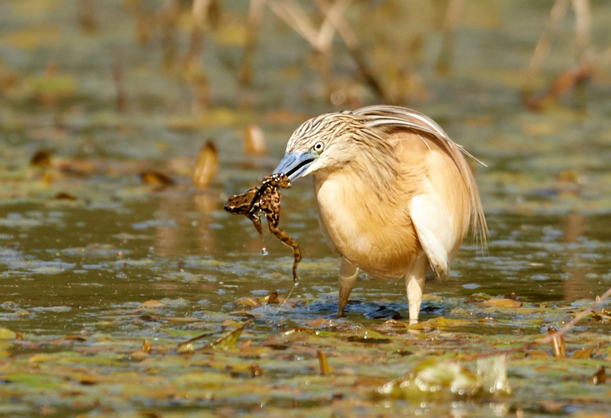 Squacco Heron - marco branchi