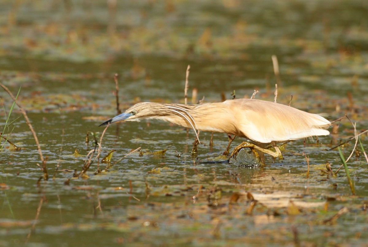 Squacco Heron - ML204200071