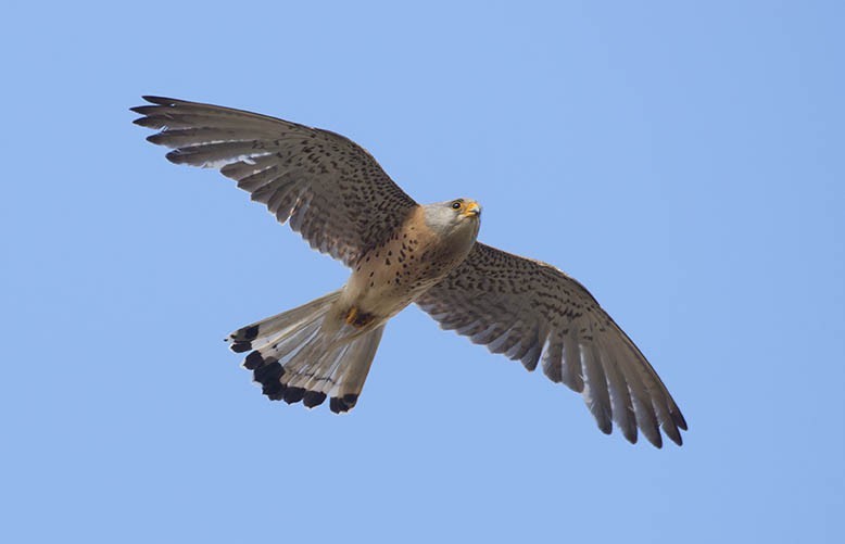 Lesser Kestrel - marco branchi