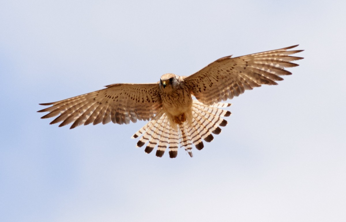 Lesser Kestrel - ML204200111