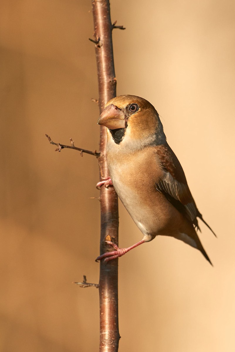 Hawfinch - marco branchi