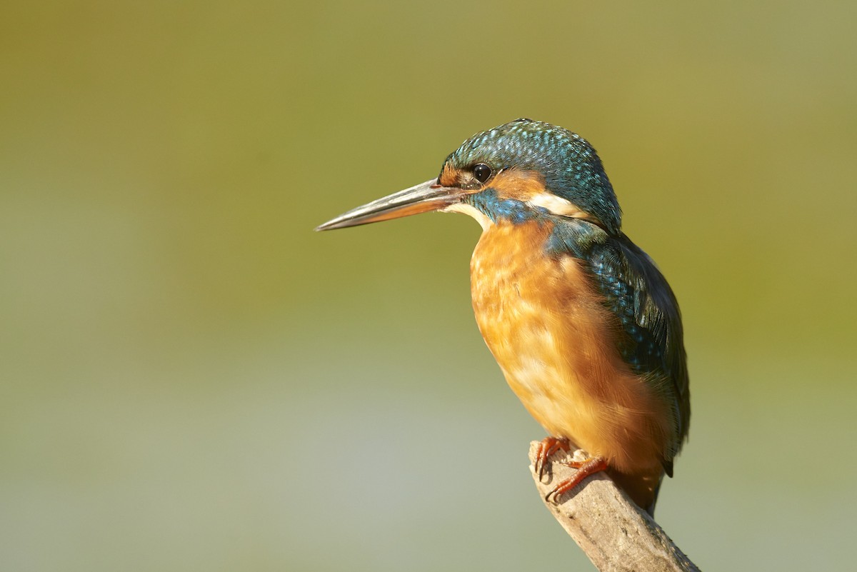 Martin-pêcheur d'Europe - ML204200231