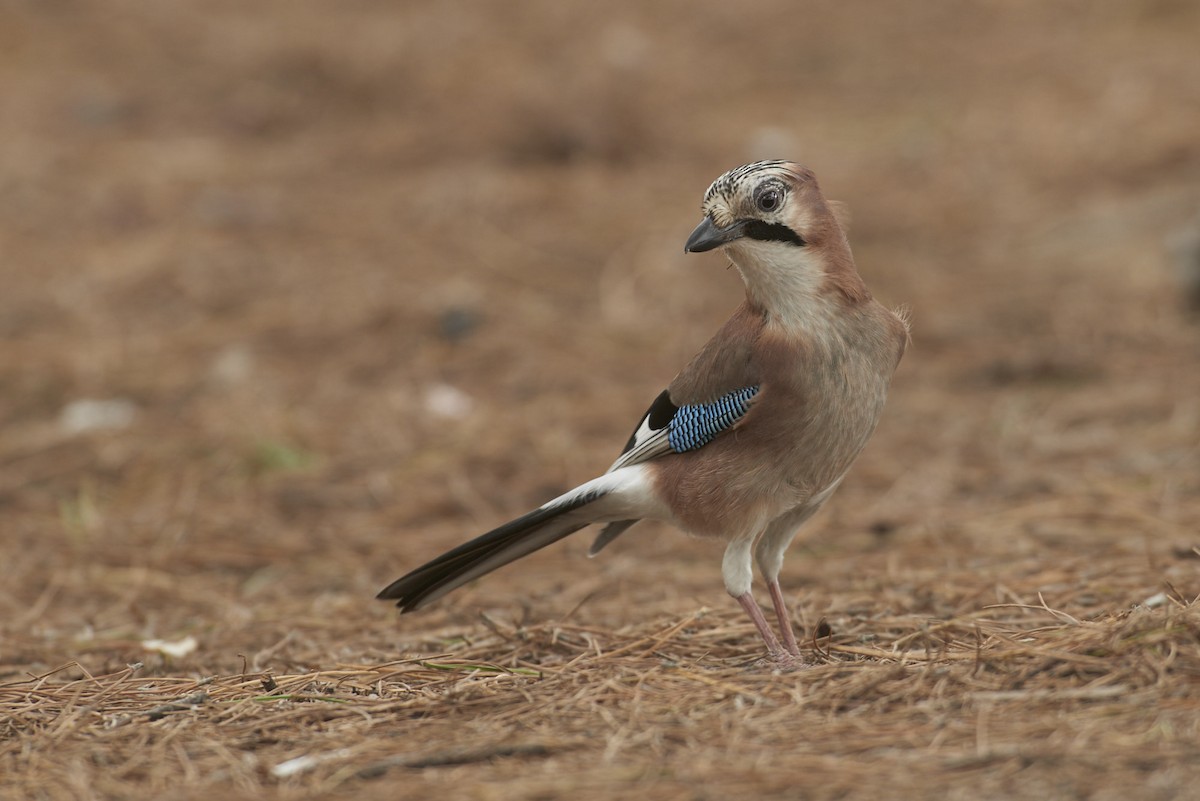 Eurasian Jay - ML204200271