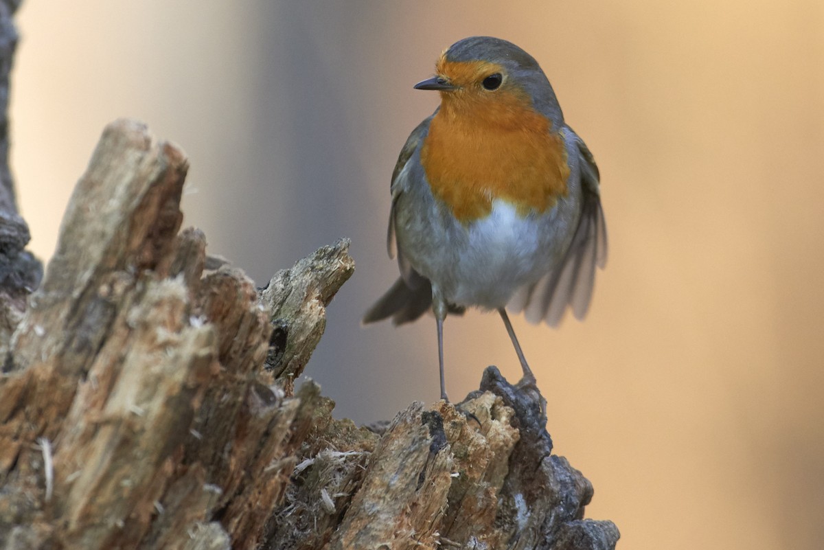 European Robin - marco branchi