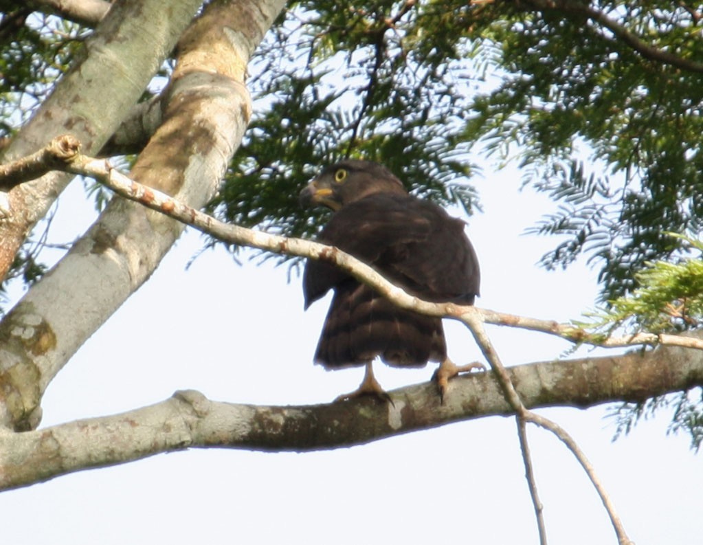 Congo Serpent-Eagle - ML204201741