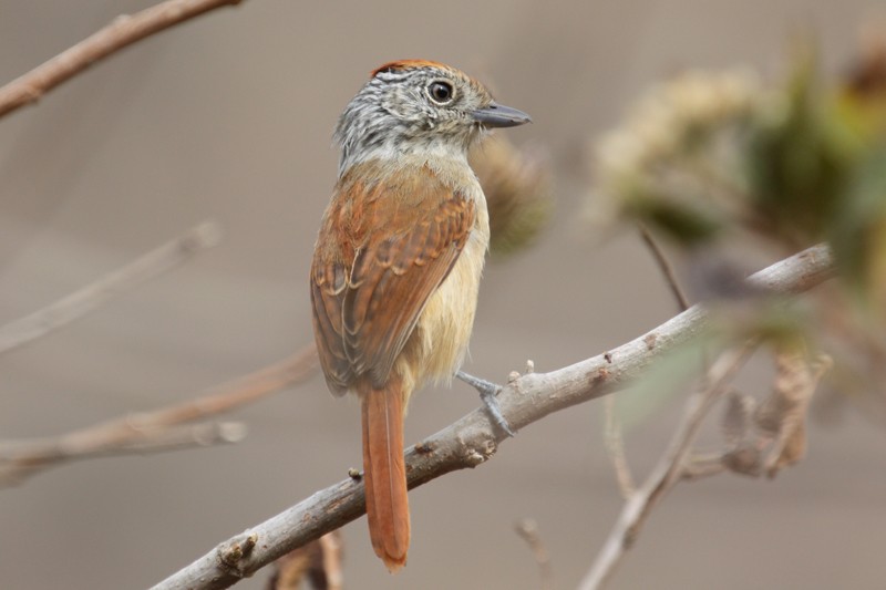 Chapman's Antshrike - Megan Perkins