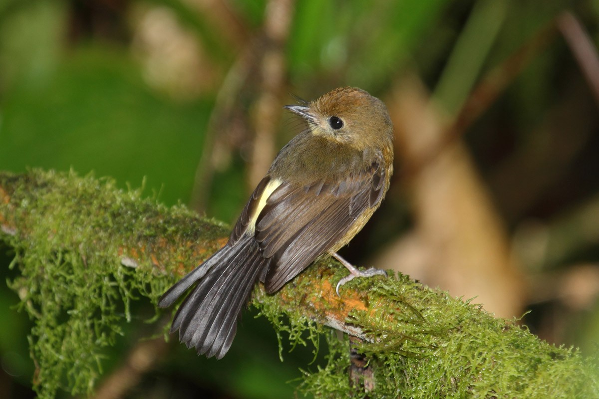 Tawny-breasted Flycatcher - ML204202161