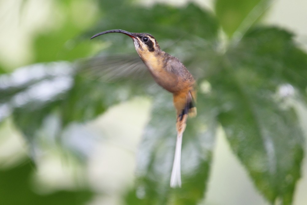 Tawny-bellied Hermit - ML204202181