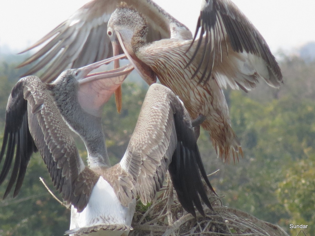 Spot-billed Pelican - Sundar Krishnamoorthy